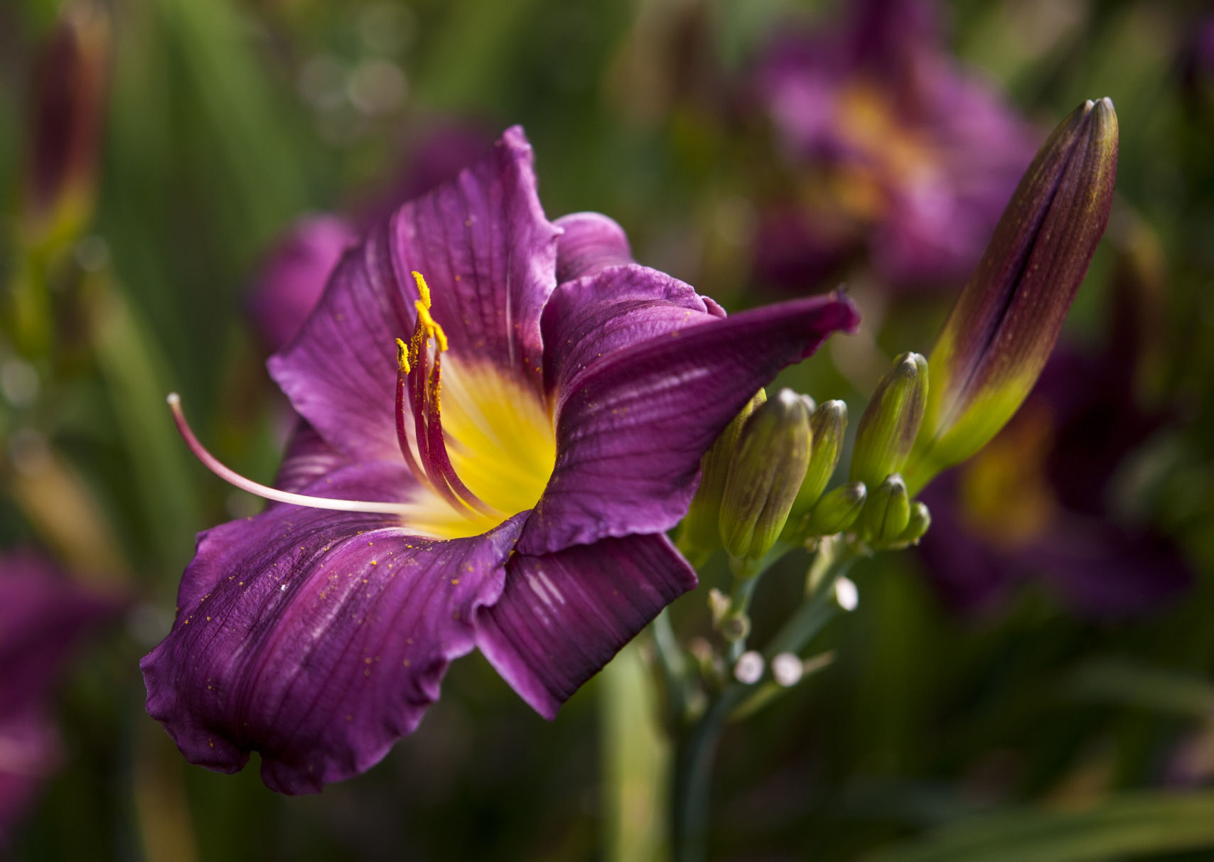 Davis Boxwood & Daylily Nursery